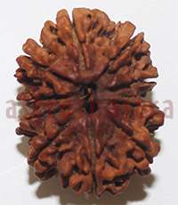 10 mukhi 26937 28mm